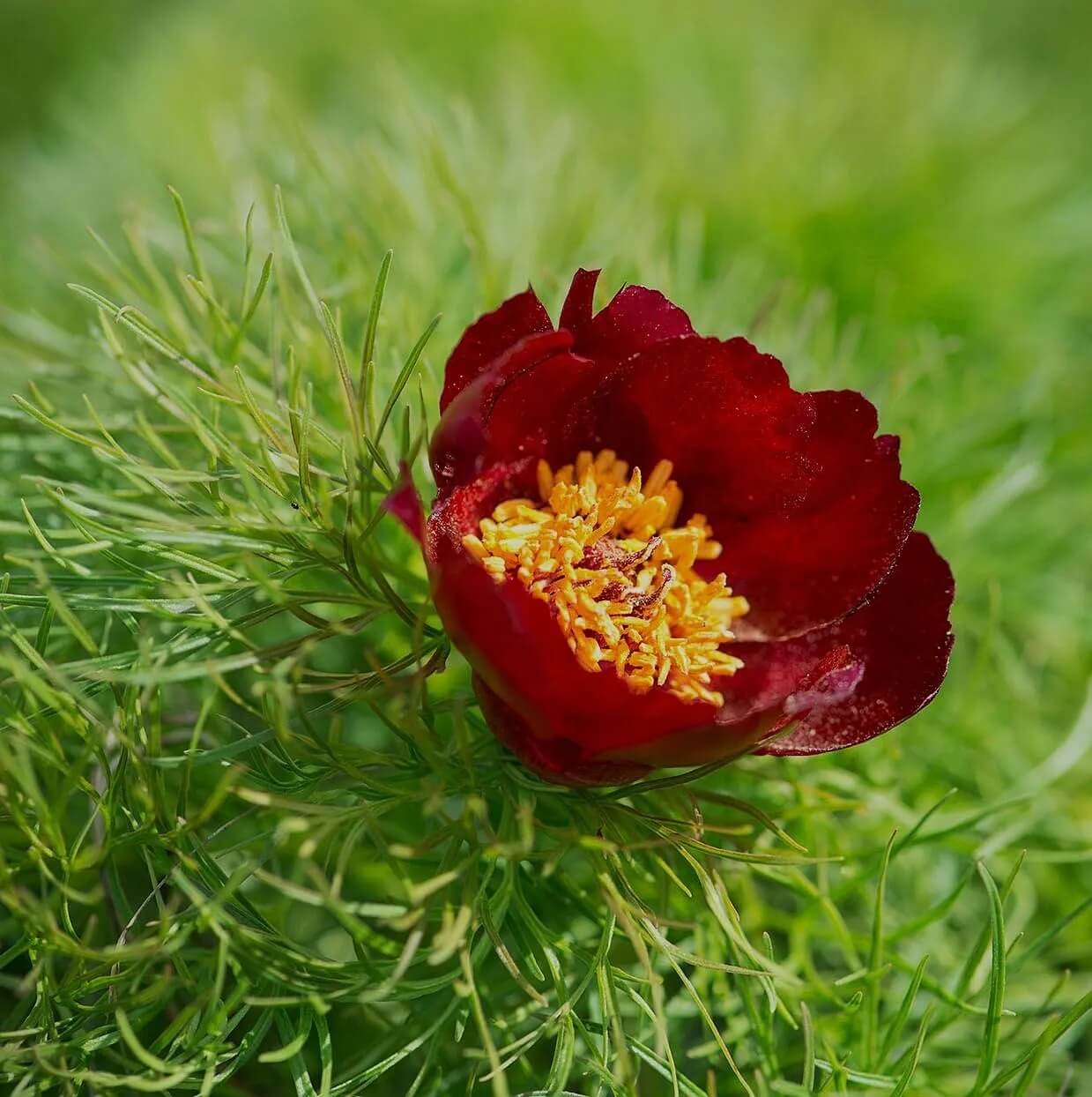 Fern Leaf Peony Seeds - Flower Plant