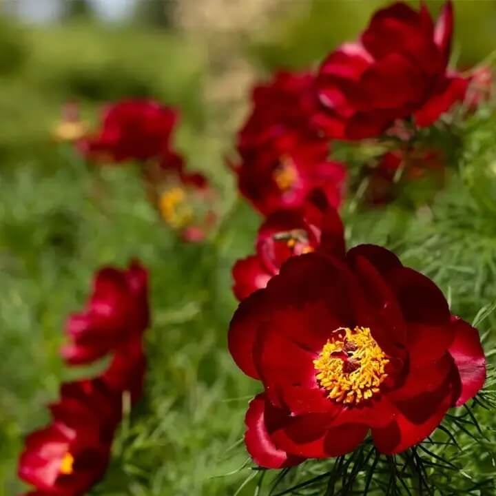 Fern Leaf Peony Seeds - Flower Plant