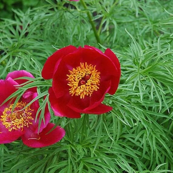Fern Leaf Peony Seeds - Flower Plant