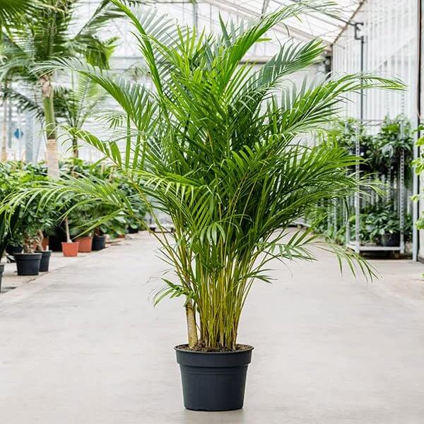 Fern Palm Seeds