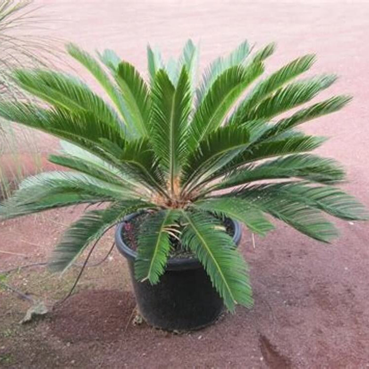 Fern Palm Seeds