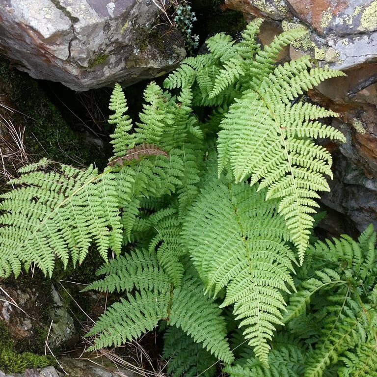 Fern Pteridophyta Seeds - Flower Plant