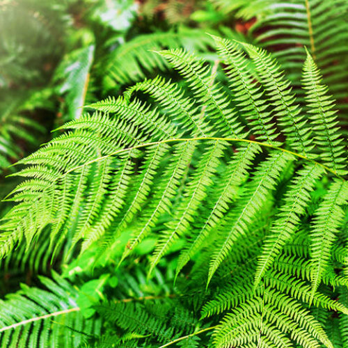 Fern Pteridophyta Seeds - Flower Plant