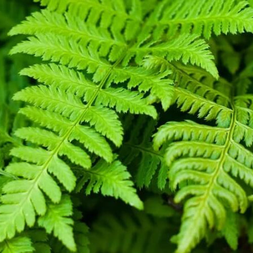 Fern Pteridophyta Seeds - Flower Plant