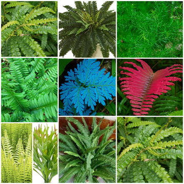 Fern Seeds - All In One For Home Gardens