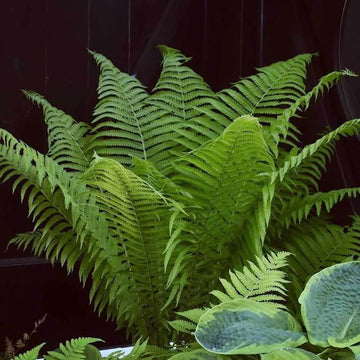 Fern Seeds - All In One For Home Gardens