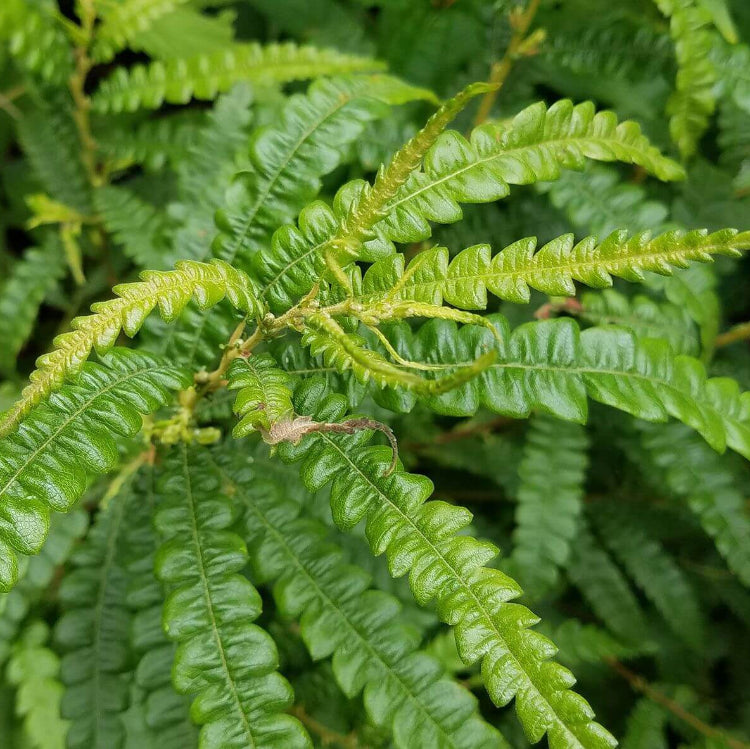 Fern Seeds - All In One For Home Gardens