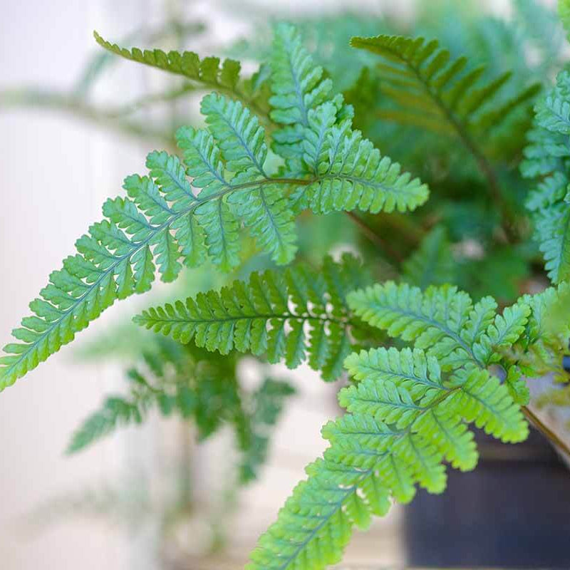 Fern Seeds - All In One For Home Gardens