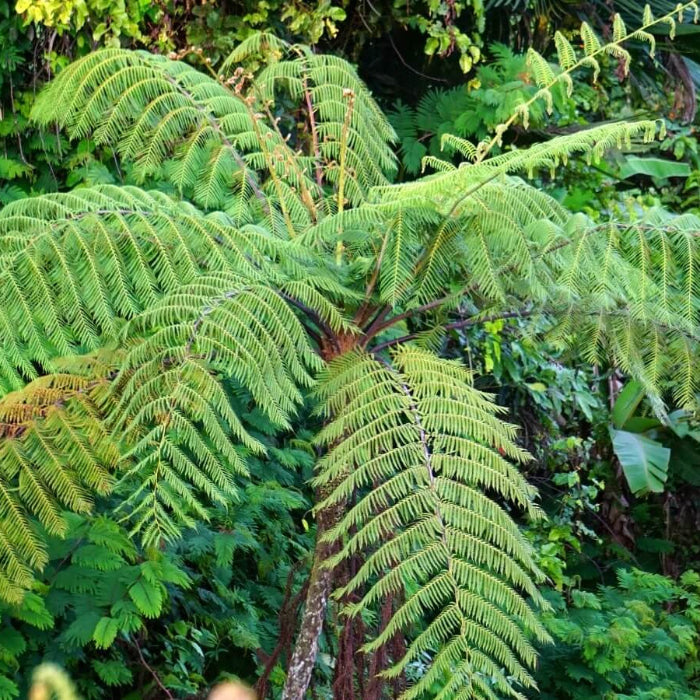 Fern Seeds - All In One For Home Gardens