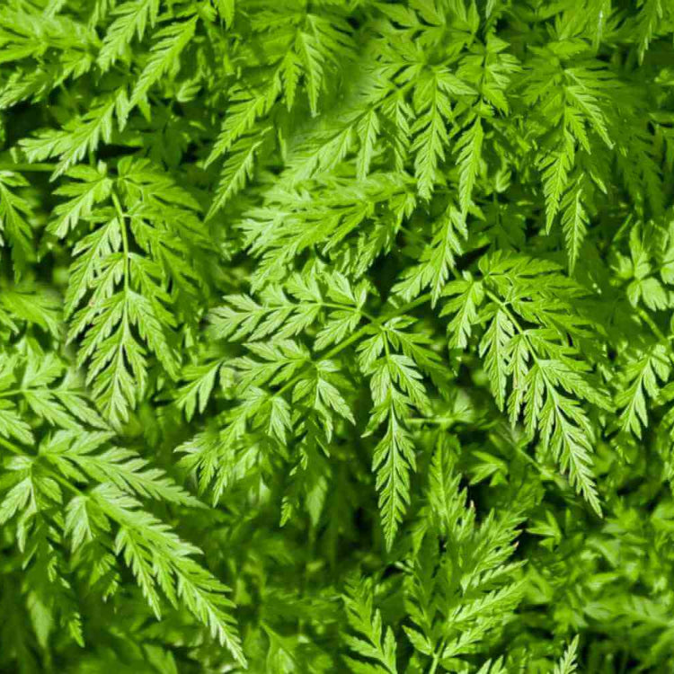 Fern Seeds - All In One For Home Gardens