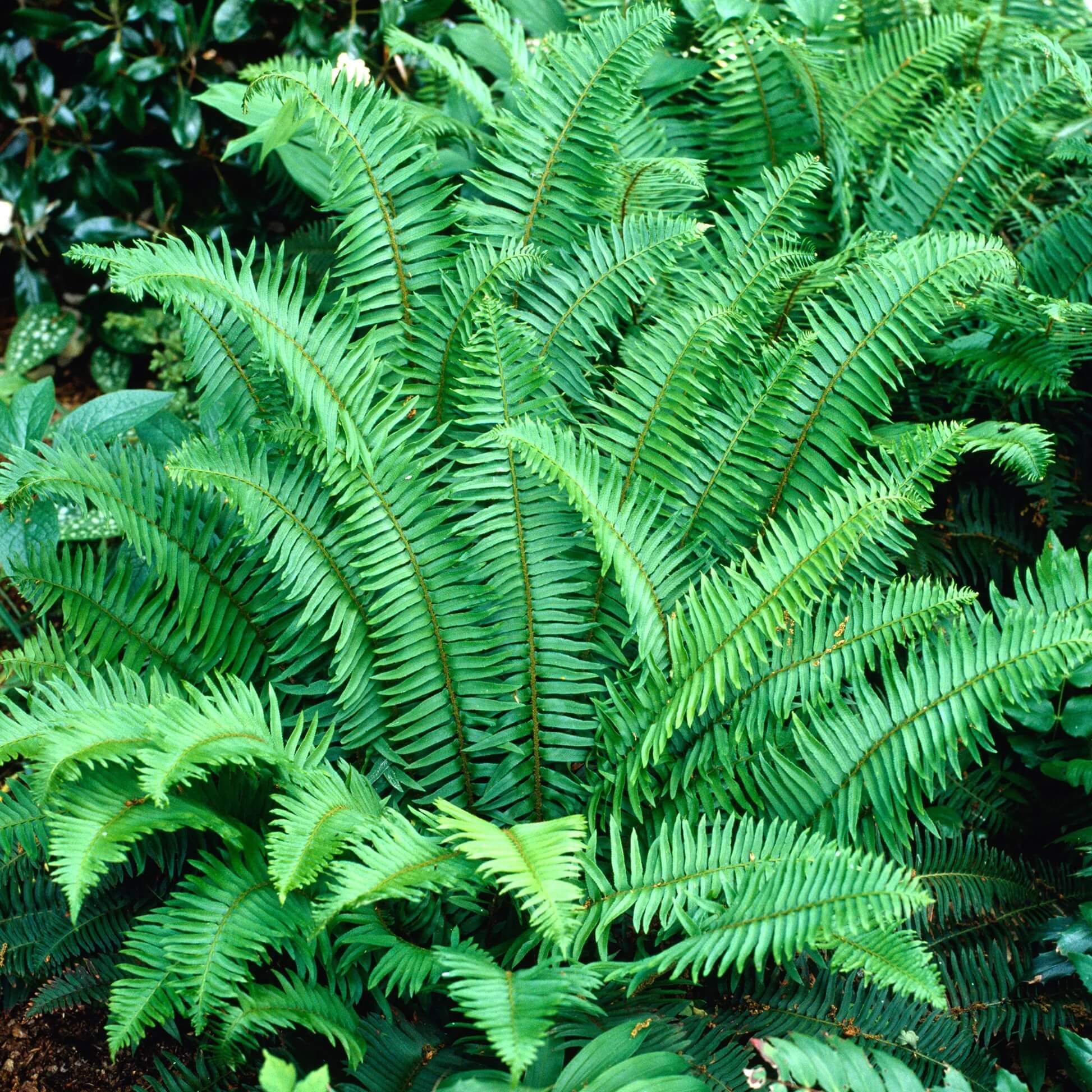 Fern Seeds - All In One For Home Gardens