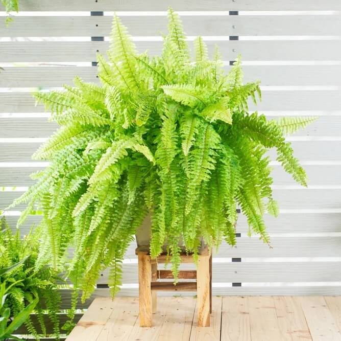Fern Seeds - Flower Plant for Home Gardens