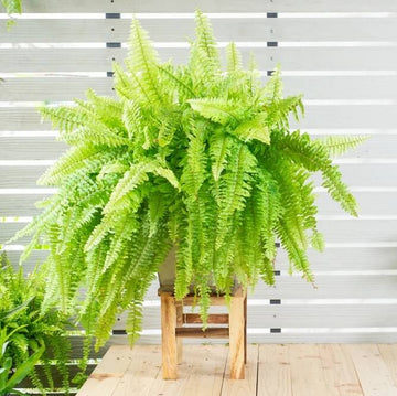 Fern Seeds - Flower Plant for Home Gardens