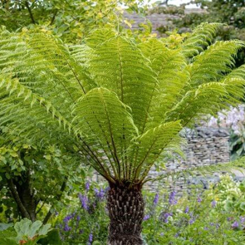 Fern Seeds - Flower Plant for Home Gardens