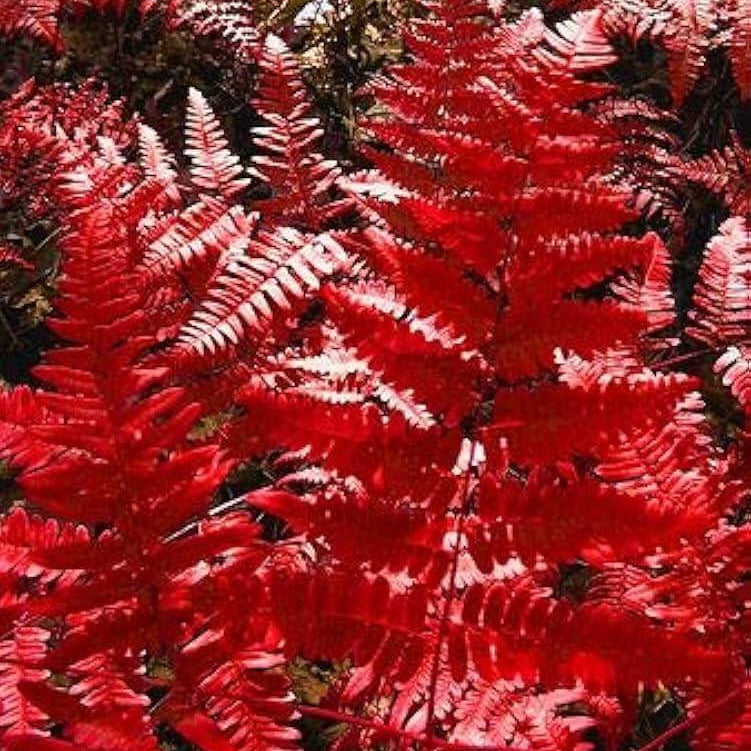 Fern Seeds – Red