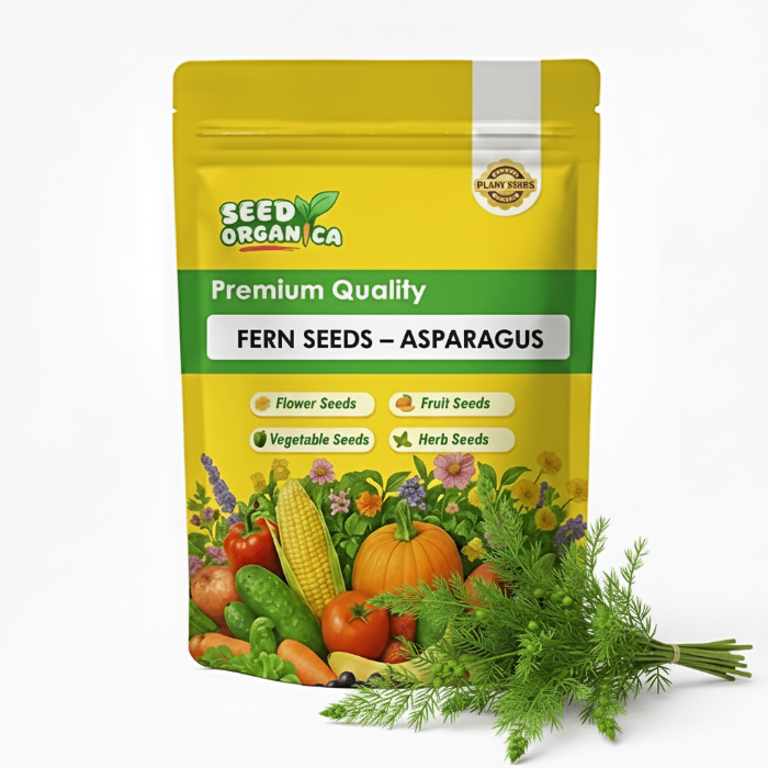 Fern Seeds – Asparagus