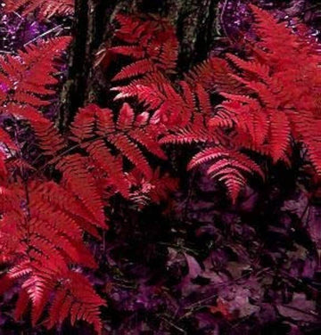 Fern Seeds – Red