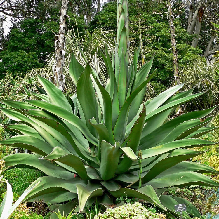 Ferox Green Agave Seeds 