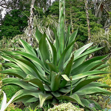 Ferox Green Agave Seeds 