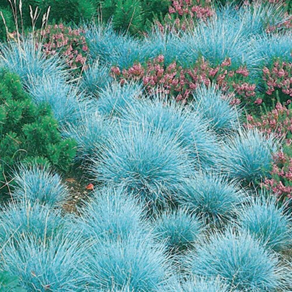 Fescue Seeds – Blue
