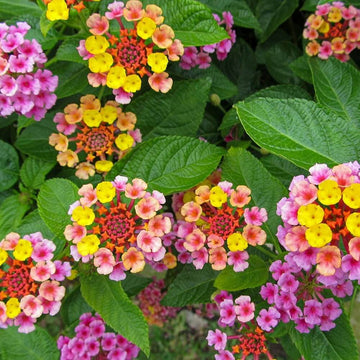 Feston Rose Lantana Seeds - Flower Plant