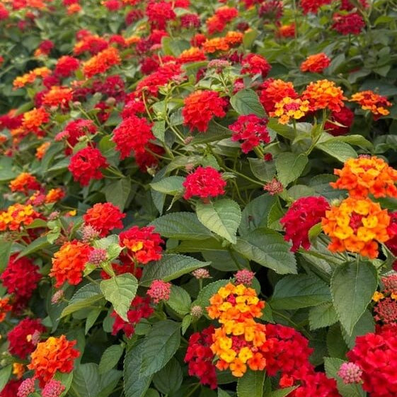 Feston Rose Lantana Seeds - Flower Plant