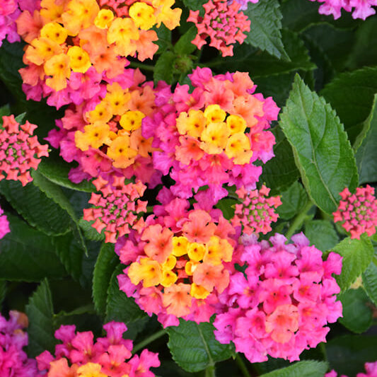 Feston Rose Lantana Seeds - Flower Plant