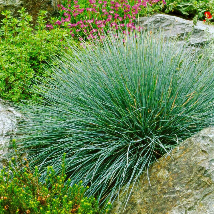 Festuca Glauca Seeds - Flower Plant