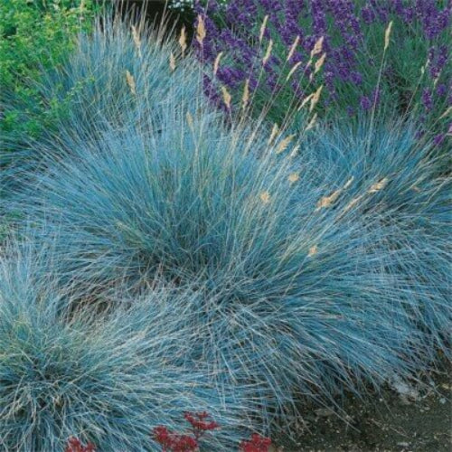 Festuca Glauca Seeds - Flower Plant