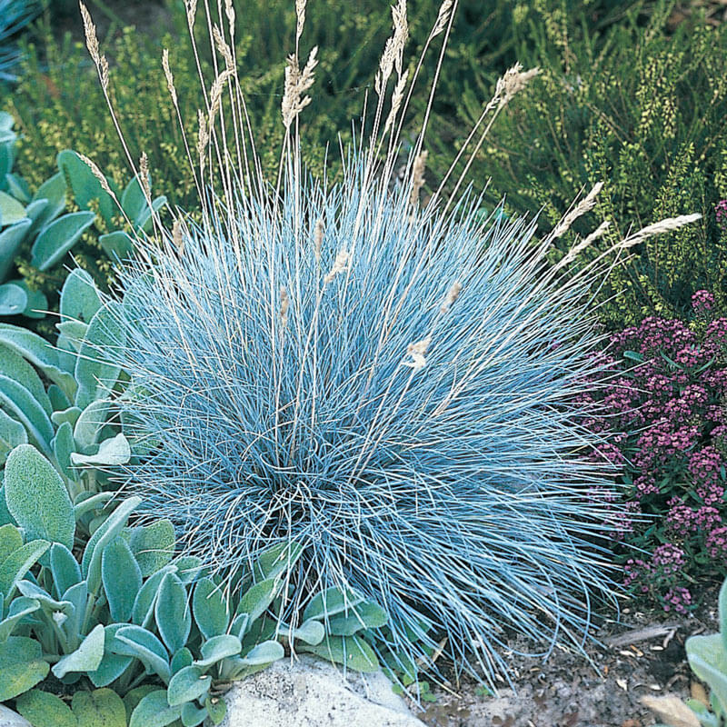 Festuca Glauca Seeds - Flower Plant