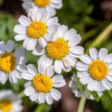 Feverfew Seeds – Tanacetum parthenium
