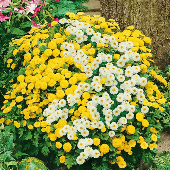 Feverfew Seeds – Vibrant Mix