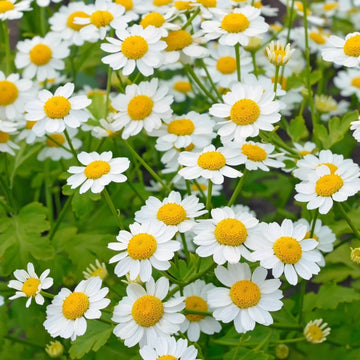 Feverfew Seeds – Wildflower Mix, Heirloom
