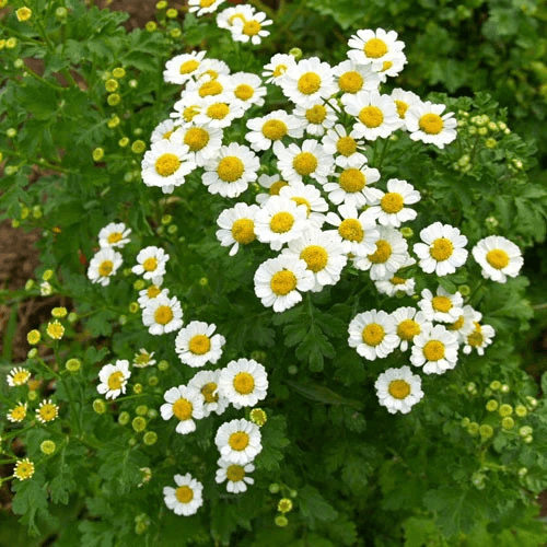 Feverfew Seeds – Tanacetum parthenium