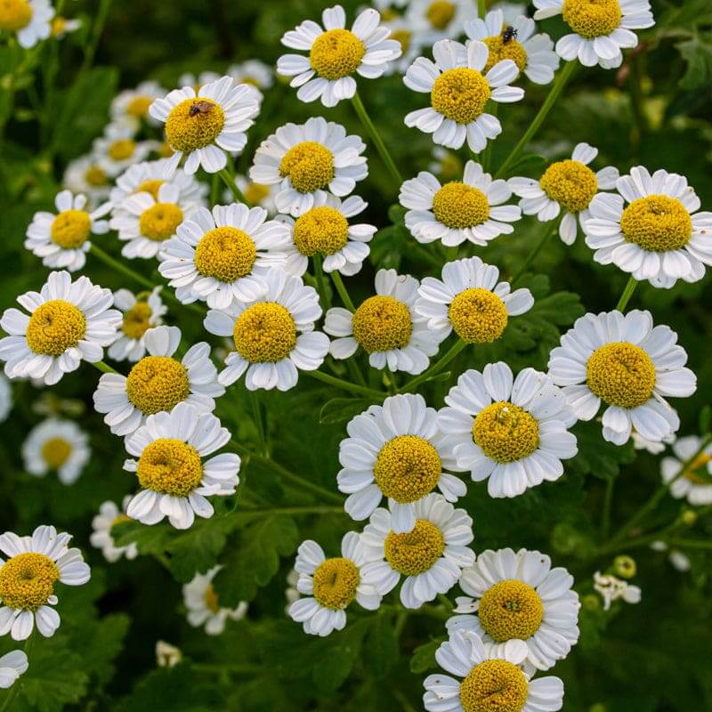 Feverfew Seeds – Wildflower Mix, Heirloom
