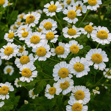 Feverfew Seeds – Wildflower Mix, Heirloom
