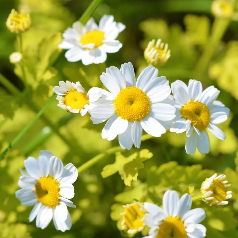 Feverfew Seeds – Wildflower Mix, Heirloom

