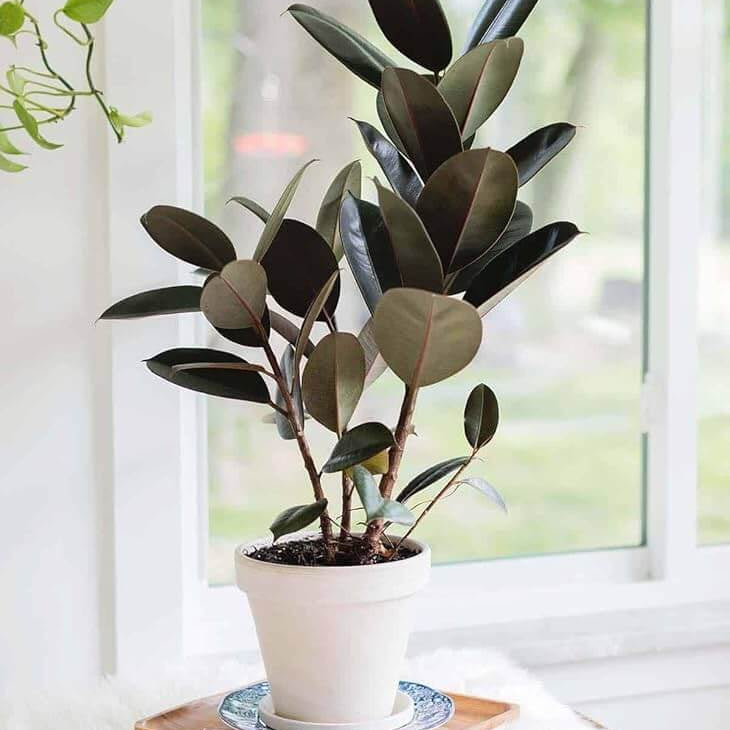 Ficus Elastica Seeds