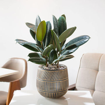 Ficus Elastica Seeds