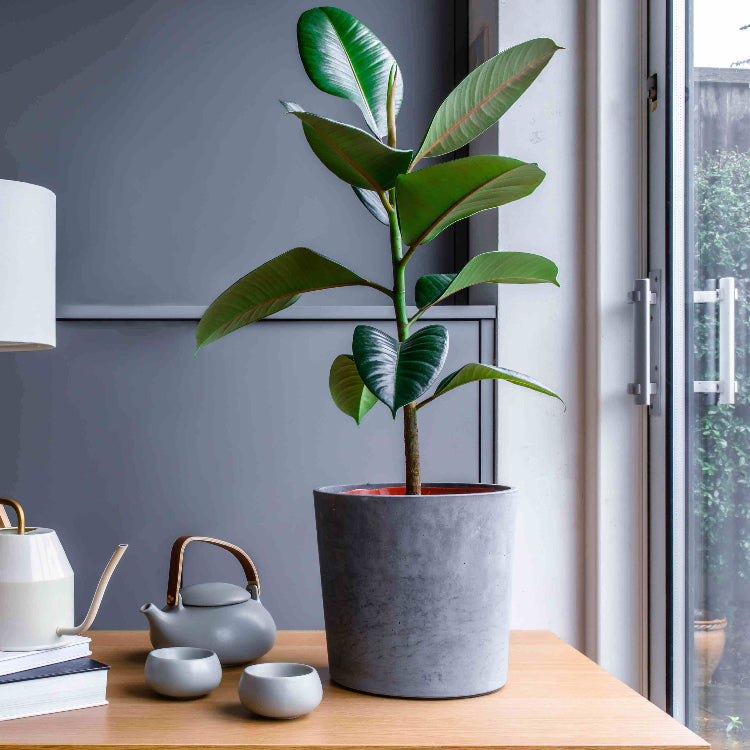 Ficus Elastica Seeds