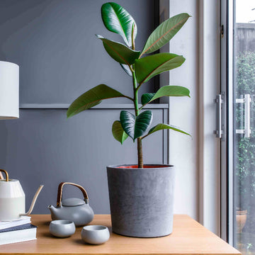 Ficus Elastica Seeds