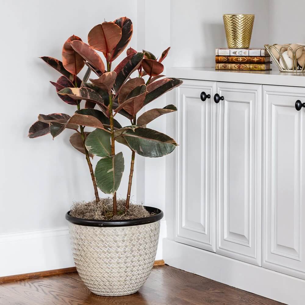 Ficus Elastica Seeds for Planting