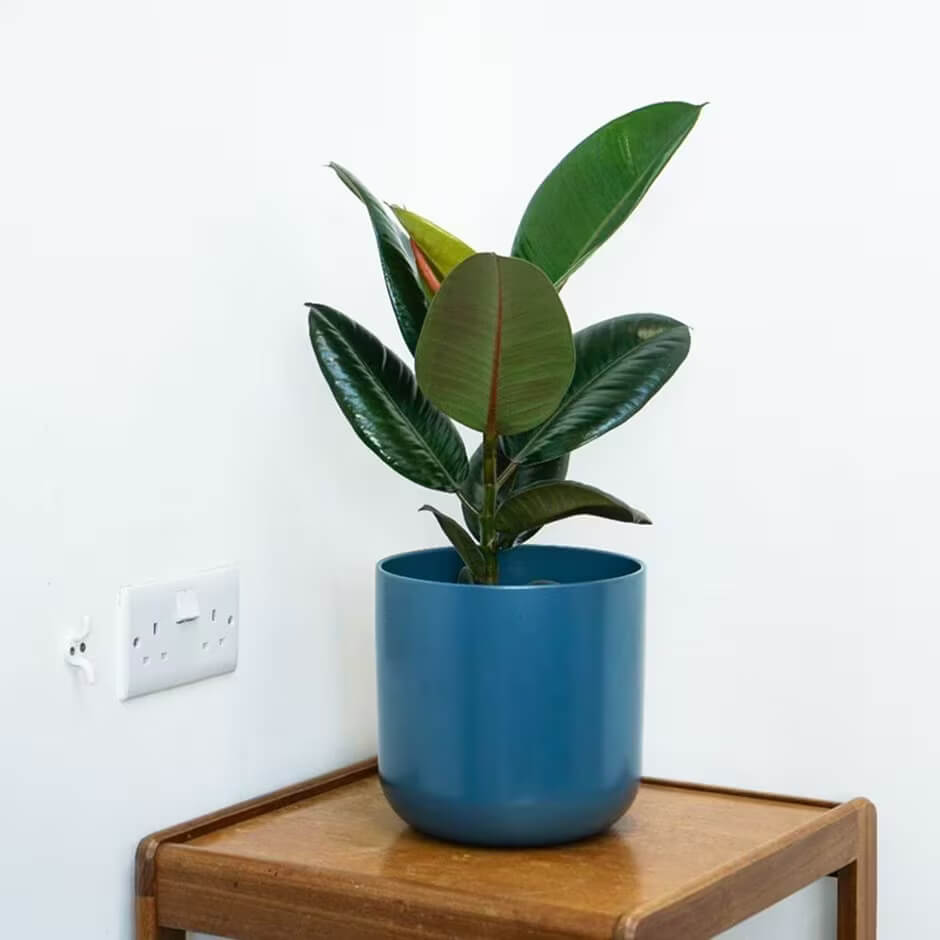 Ficus Elastica Seeds for Planting