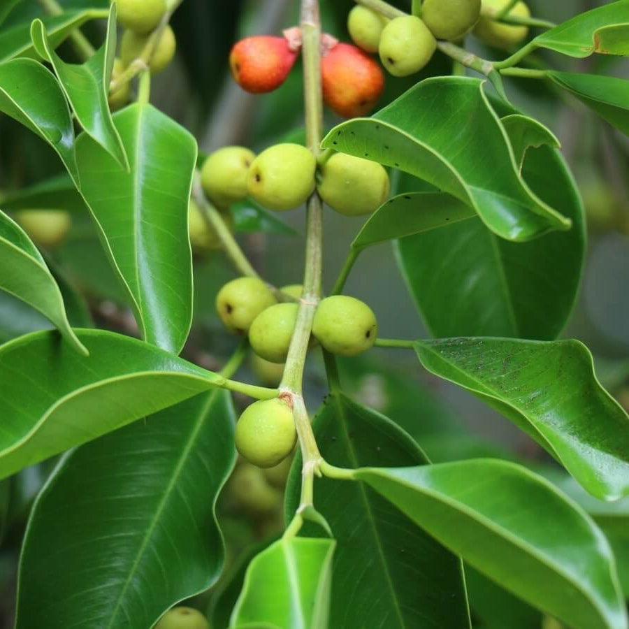 Ficus Microcarpa Seeds - Fruit Plant
