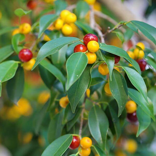 Ficus Microcarpa Seeds - Fruit Plant