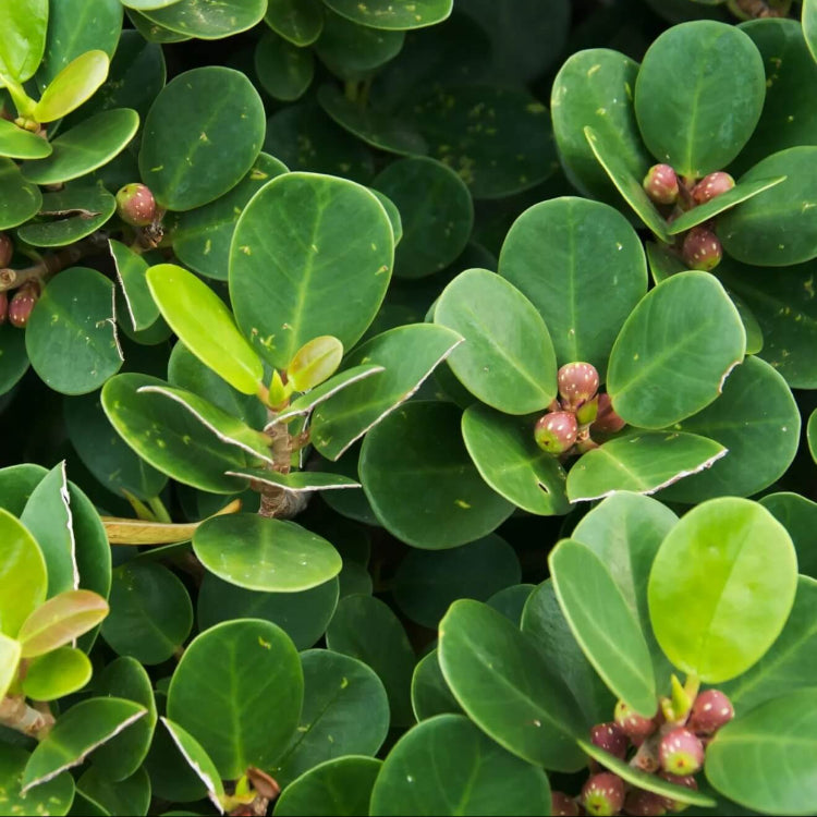 Ficus Microcarpa Seeds - Fruit Plant