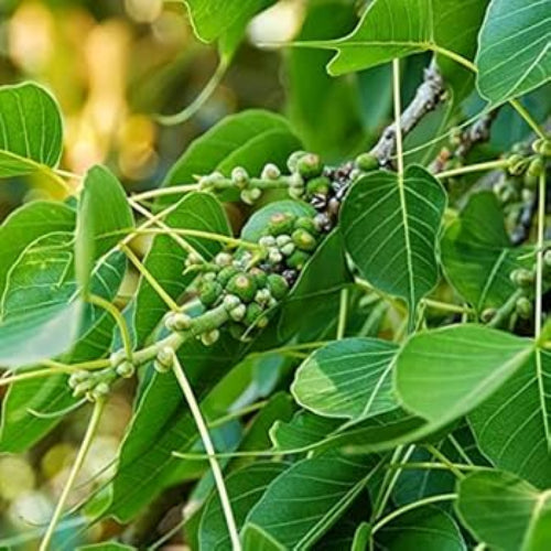 Ficus Pertusa Seeds – Green
