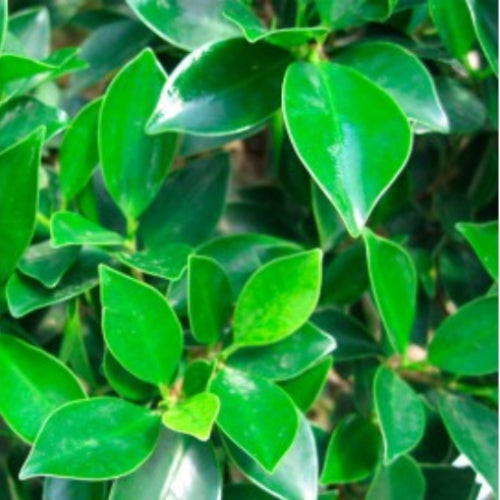 Ficus Pertusa Seeds – Green
