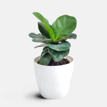 Fiddle Fig Seeds
