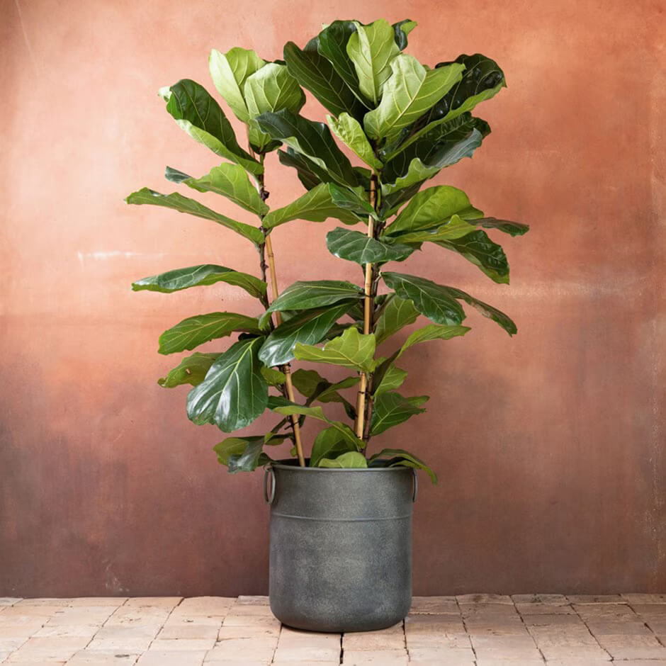 Fiddle Leaf Fig Seeds